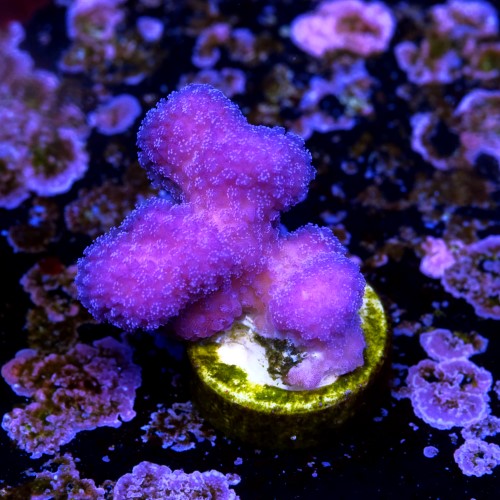 Stylophora pistillata pink 1