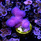 Stylophora pistillata pink 1