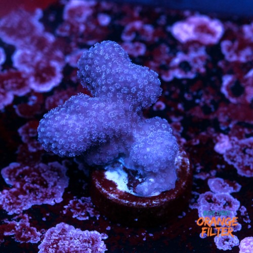 Stylophora pistillata pink 2