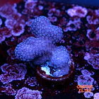 Stylophora pistillata pink 2