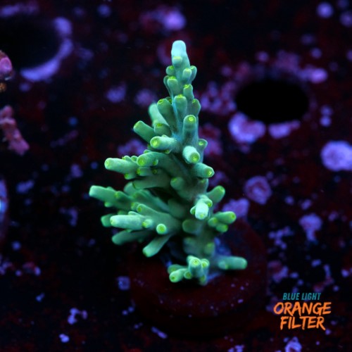 Acropora echinata  1