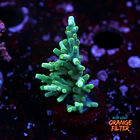Acropora echinata  1