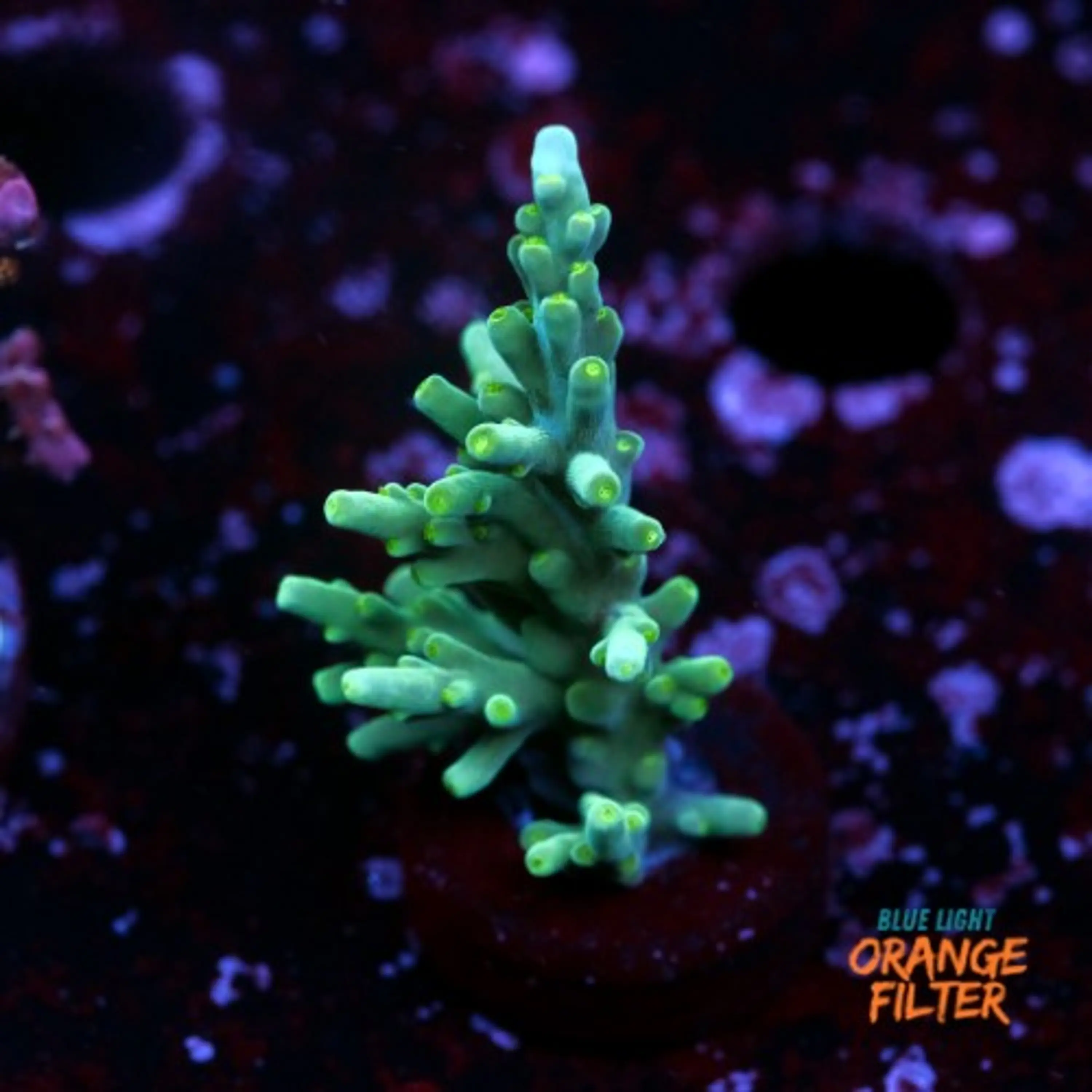 Acropora echinata 