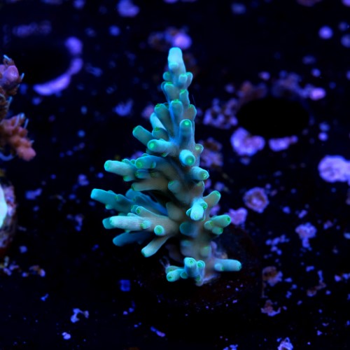 Acropora echinata  2