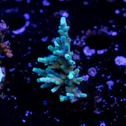 Acropora echinata  2