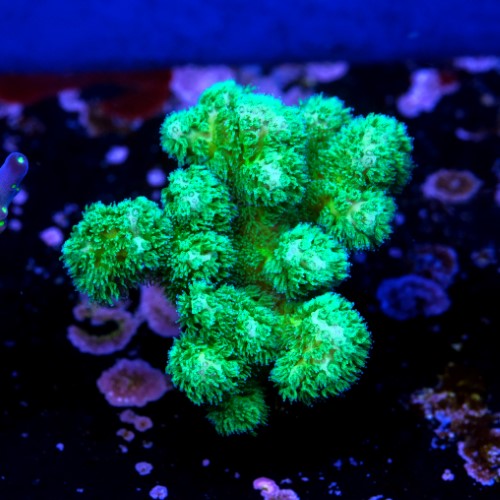 Pocilopora damicornis green 2