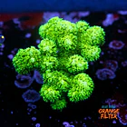 Pocilopora damicornis green 1