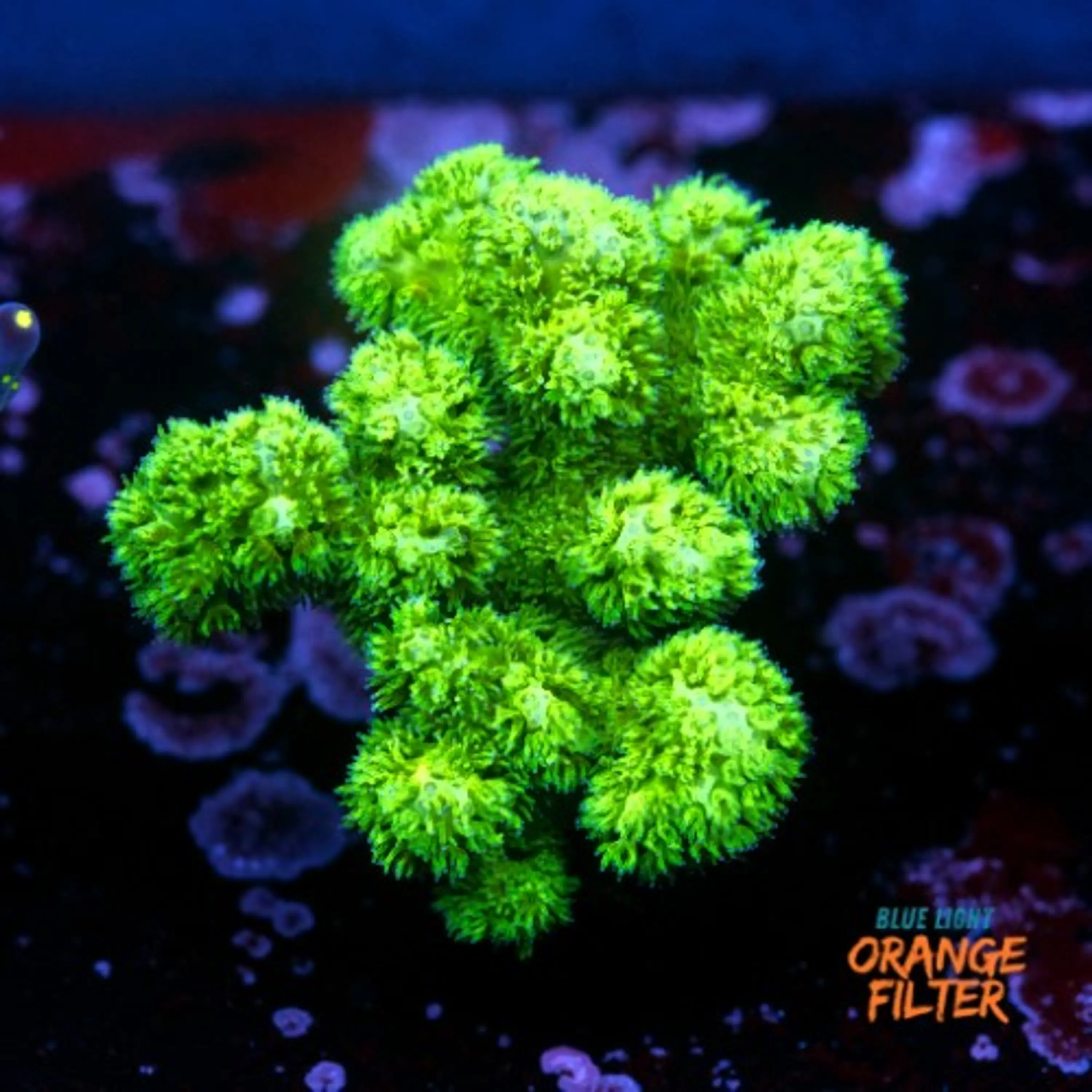 Pocilopora damicornis green