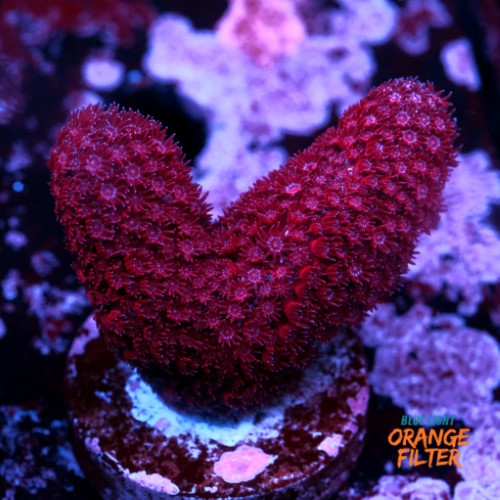 Red porites  1