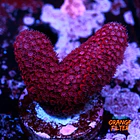 Red porites  1
