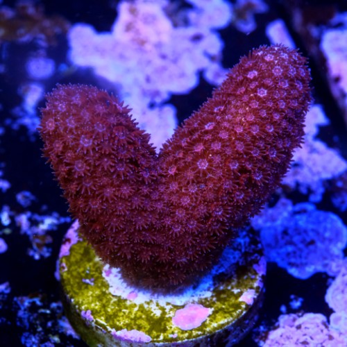 Red porites  2