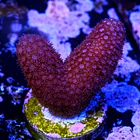 Red porites  2