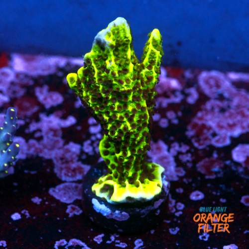 Montipora stellata  1