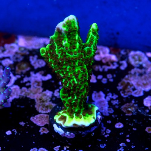 Montipora stellata  2
