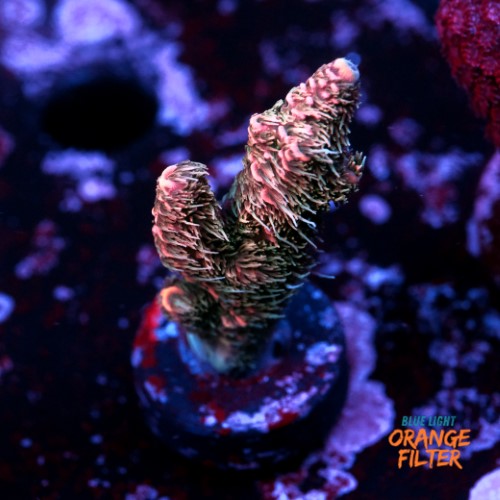 Acropora millepora  1
