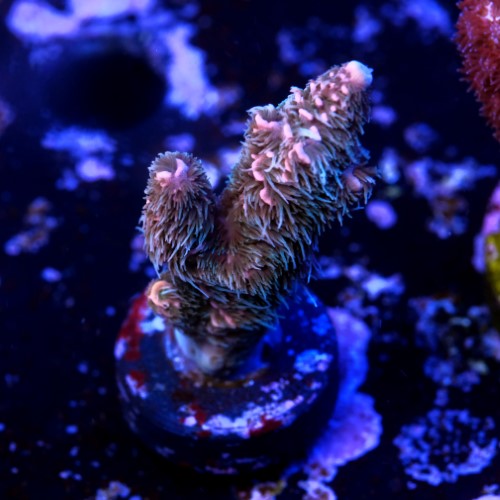 Acropora millepora  2