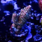 Acropora millepora  2