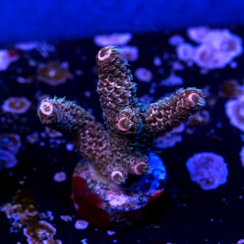 Acropora millepora  2