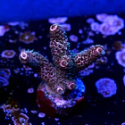 Acropora millepora  2