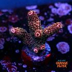 Acropora millepora  1