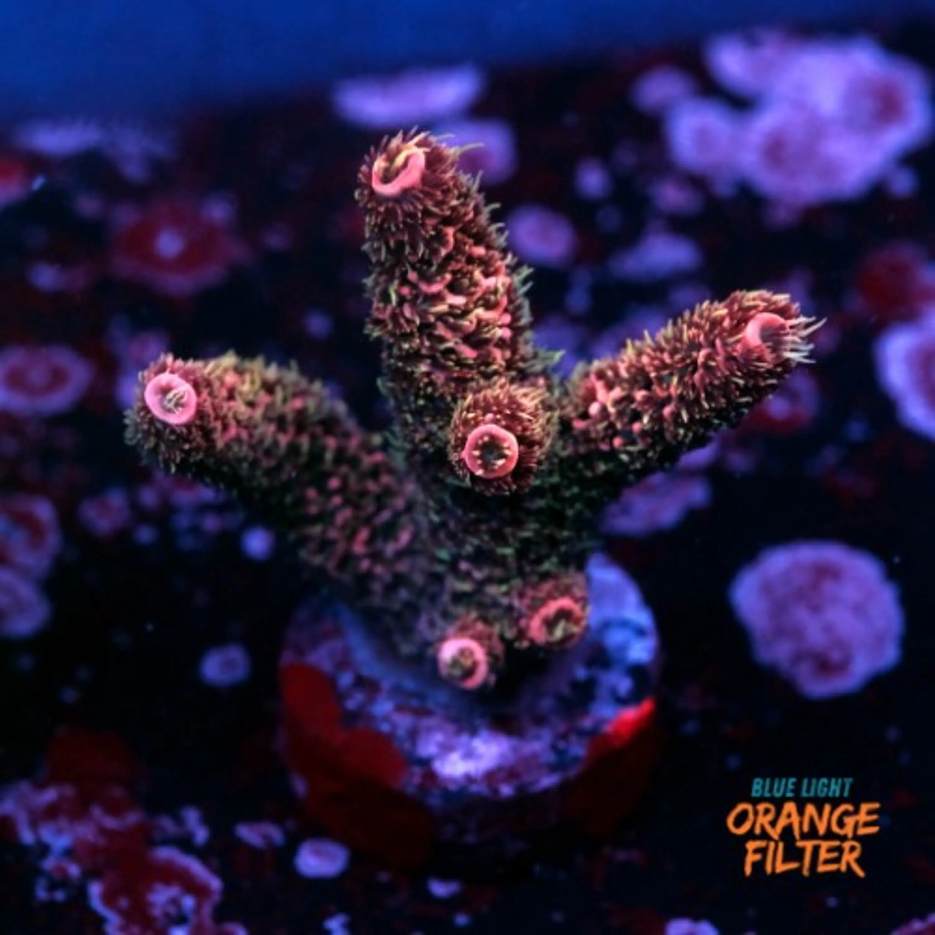 Acropora millepora 