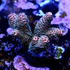 Acropora millepora  2