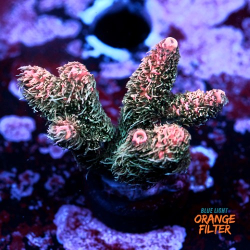 Acropora millepora  1