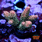 Acropora millepora  1