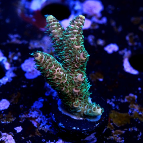 Acropora millepora  2