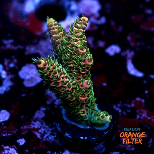 Acropora millepora  1