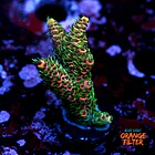 Acropora millepora  1