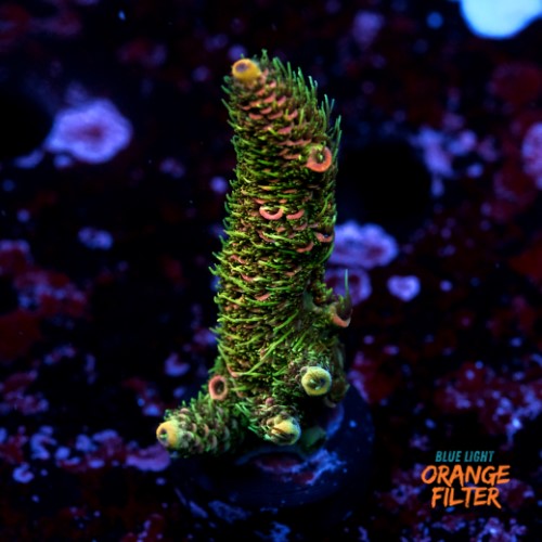Acropora millepora  1