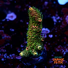 Acropora millepora  1