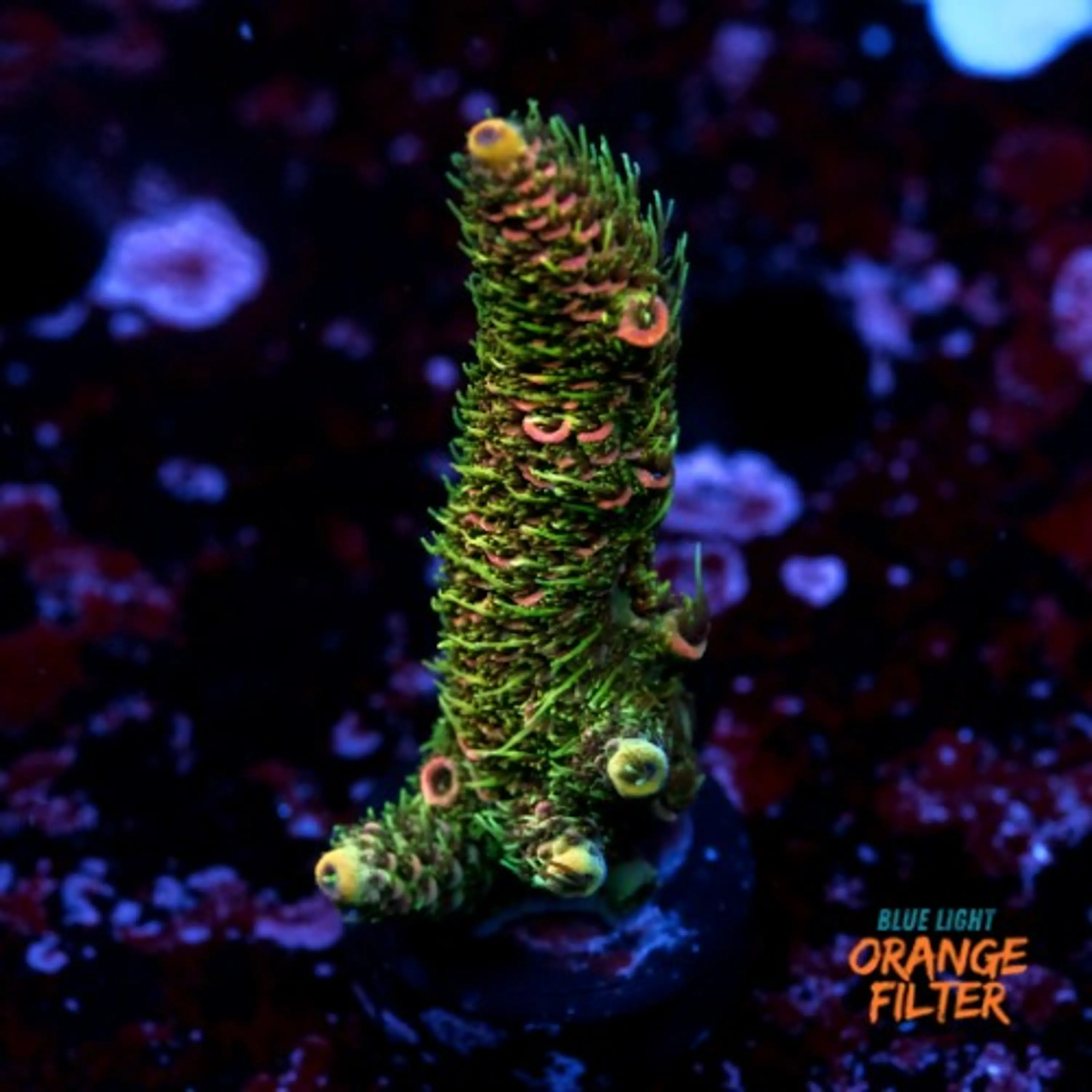 Acropora millepora 