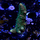 Acropora millepora  2