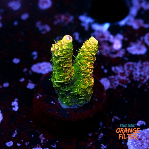 Acroproa millepora  1