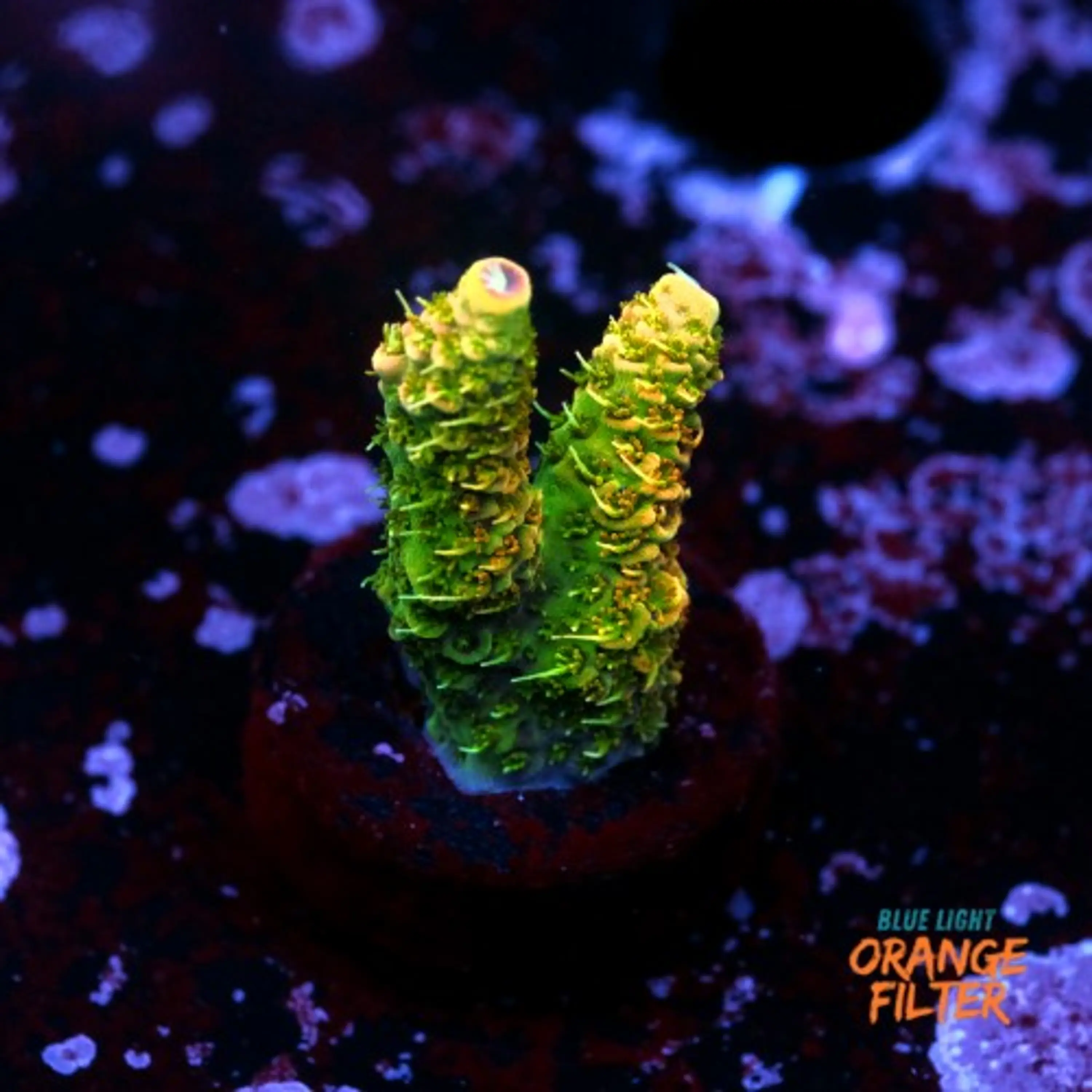 Acroproa millepora 