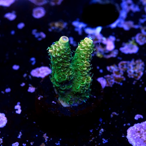 Acroproa millepora  2