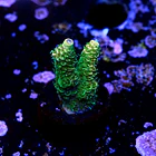 Acroproa millepora  2