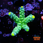 Acropora frogskin 1
