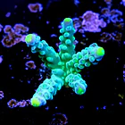 Acropora frogskin 2