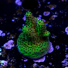 Acropora samoensis 2