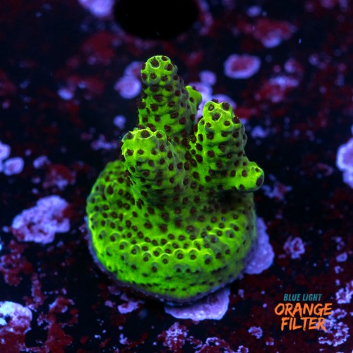 Acropora samoensis 1