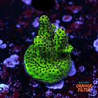 Acropora samoensis 1