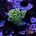 Montipora stellar 1