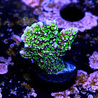 Montipora stellar 2