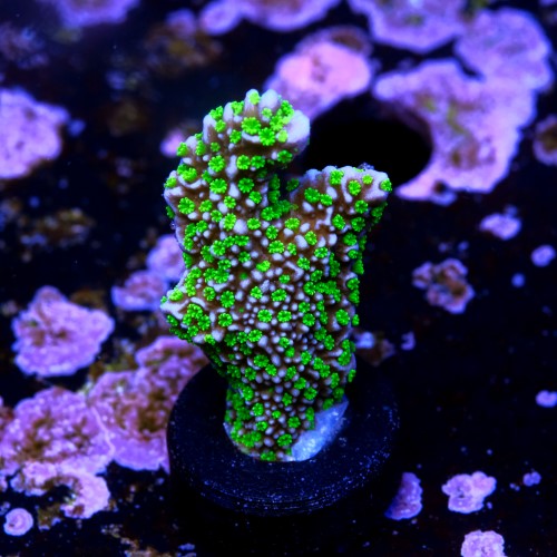 Montipora stellar 2