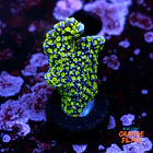 Montipora stellar 1