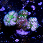 Pocillopora damicornis green  2