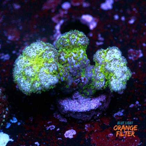 Pocillopora damicornis green  1